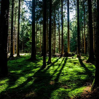 Betonarme Demiri Ø12 mm