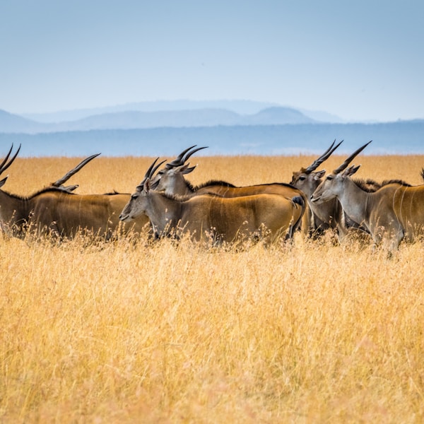 Çimento (50 kg Torba)